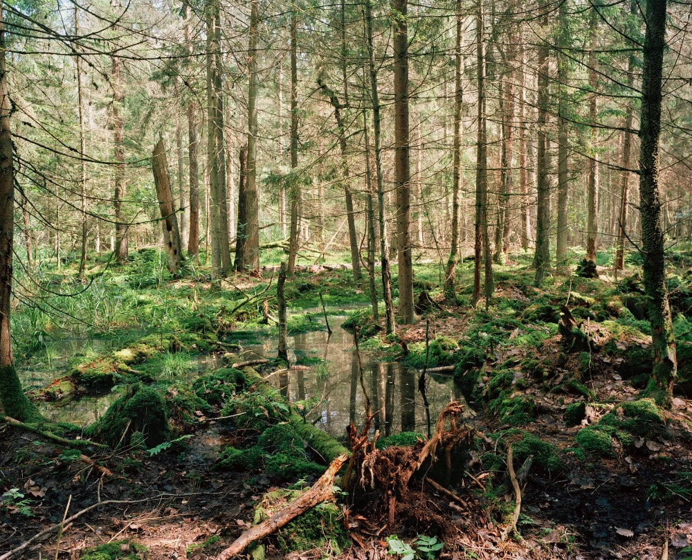 bild von wald versunft