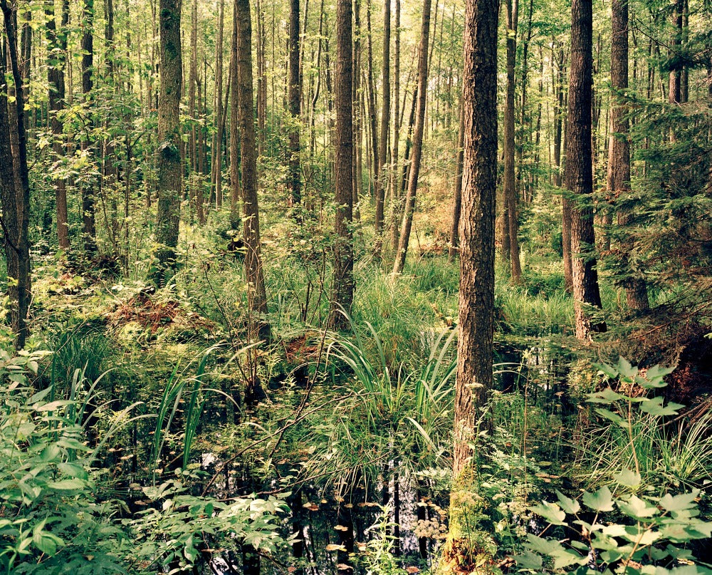 bild von einen verunkenen wald