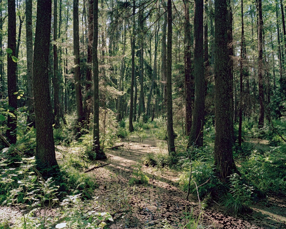 Wald mit farn