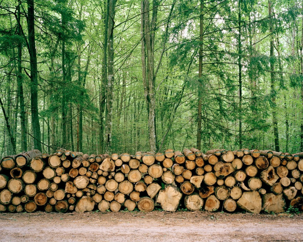 bild von wald, im vordergrund holz