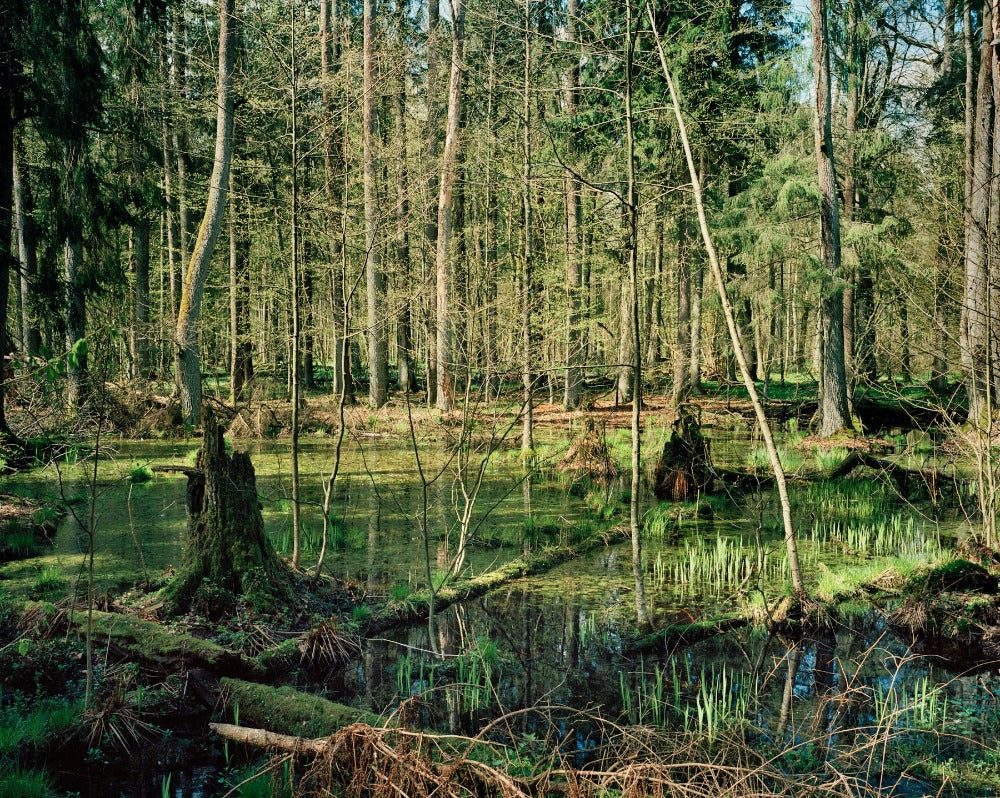 bild von einen versunkenen wald