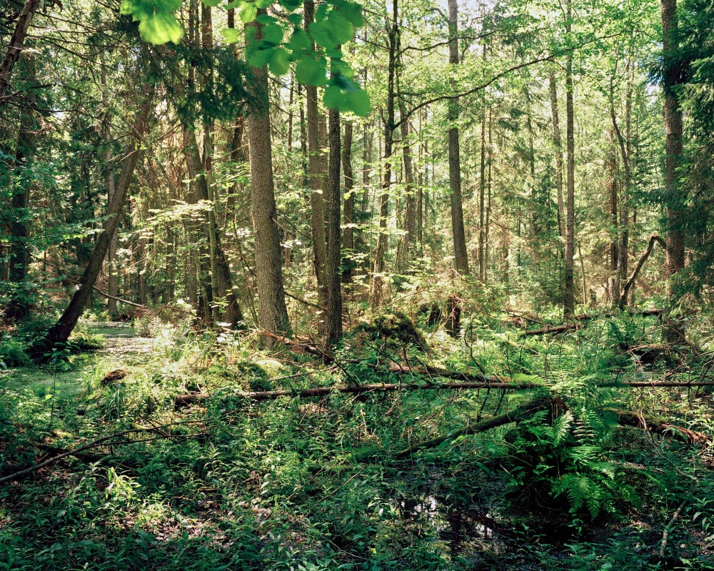 bild von wald, sehr verwachsen