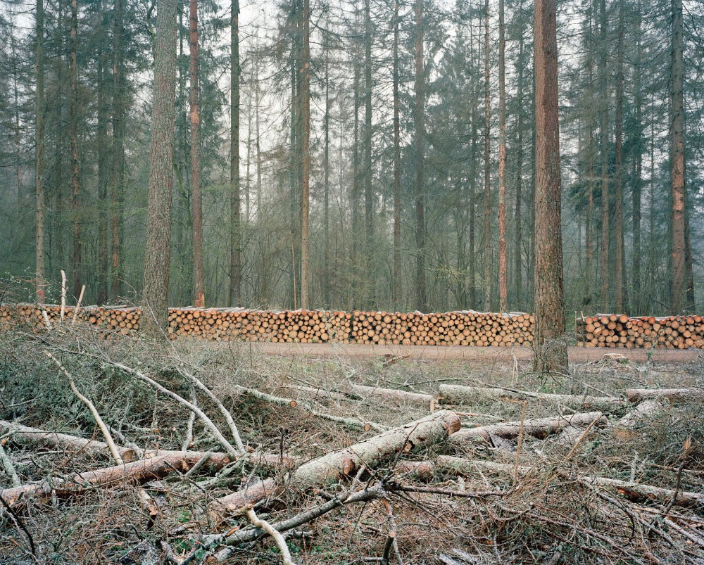 wald mit holztriste und holzkahlschlag